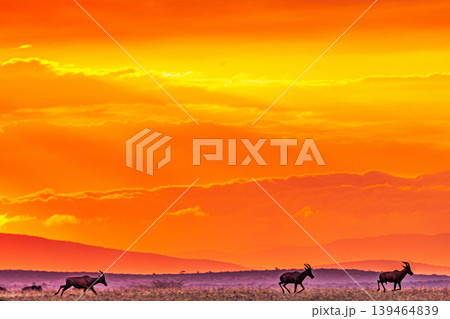 Maasai Mara National Game Reserve Park Narok County Kenya East Africa Savannah Grasslands Wilderness Landscapes Panoramic Scenic Views Wild Wildlife Animals Great Rift Valley Lions Sunset Sunrise Adve 139464839