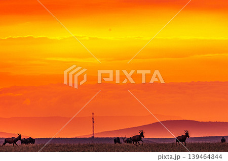 Maasai Mara National Game Reserve Park Narok County Kenya East Africa Savannah Grasslands Wilderness Landscapes Panoramic Scenic Views Wild Wildlife Animals Great Rift Valley Lions Sunset Sunrise Adve 139464844