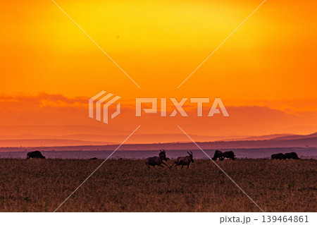 Maasai Mara National Game Reserve Park Narok County Kenya East Africa Savannah Grasslands Wilderness Landscapes Panoramic Scenic Views Wild Wildlife Animals Great Rift Valley Lions Sunset Sunrise Adve 139464861