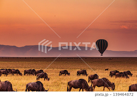 Maasai Mara National Game Reserve Park Narok County Kenya East Africa Savannah Grasslands Wilderness Landscapes Panoramic Scenic Views Wild Wildlife Animals Great Rift Valley Lions Sunset Sunrise Adve Maasai Mara National Game Reserve Park Narok County Kenya East Africa Savannah Grasslands Wilderness Landscapes Panoramic Scenic Views Wild Wildlife Animals Great Rift Valley Lions Sunset Sunrise Adve 139464872