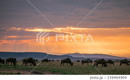 Maasai Mara National Game Reserve Park Narok County Kenya East Africa Savannah Grasslands Wilderness Landscapes Panoramic Scenic Views Wild Wildlife Animals Great Rift Valley Lions Sunset Sunrise Adve Maasai Mara National Game Reserve Park Narok County Kenya East Africa Savannah Grasslands Wilderness Landscapes Panoramic Scenic Views Wild Wildlife Animals Great Rift Valley Lions Sunset Sunrise Adve 139464904