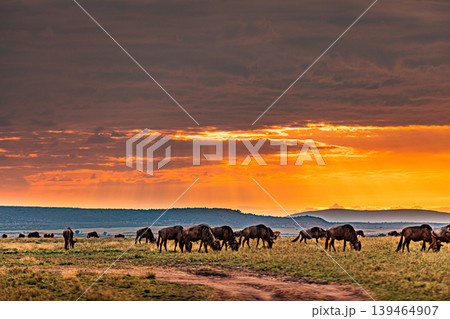 Maasai Mara National Game Reserve Park Narok County Kenya East Africa Savannah Grasslands Wilderness Landscapes Panoramic Scenic Views Wild Wildlife Animals Great Rift Valley Lions Sunset Sunrise Adve Maasai Mara National Game Reserve Park Narok County Kenya East Africa Savannah Grasslands Wilderness Landscapes Panoramic Scenic Views Wild Wildlife Animals Great Rift Valley Lions Sunset Sunrise Adve 139464907