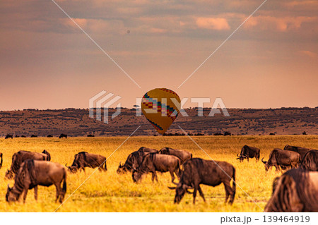 Maasai Mara National Game Reserve Park Narok County Kenya East Africa Savannah Grasslands Wilderness Landscapes Panoramic Scenic Views Wild Wildlife Animals Great Rift Valley Lions Sunset Sunrise Adve 139464919