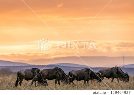 Maasai Mara National Game Reserve Park Narok County Kenya East Africa Savannah Grasslands Wilderness Landscapes Panoramic Scenic Views Wild Wildlife Animals Great Rift Valley Lions Sunset Sunrise Adve 139464927