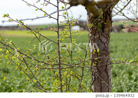 A tree branch shows new green leaves in spring. The background features a large open field with green plants. This scene is set in a rural area with a clear sky A tree branch shows new green leaves in spring. The background features a large open field with green plants. This scene is set in a rural area with a clear sky 139464932