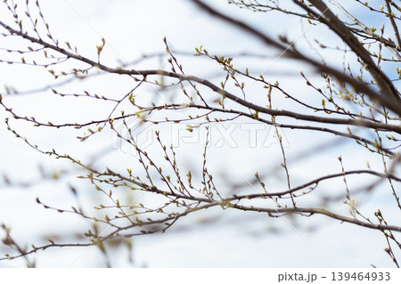 Tree branches show new buds as spring approaches. The sky is clear with light clouds. The scene captures the beginning of new growth and life in nature Tree branches show new buds as spring approaches. The sky is clear with light clouds. The scene captures the beginning of new growth and life in nature 139464933