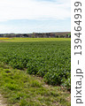 A field filled with green crops stretches across the land under a clear blue sky. The rural setting shows open space and distant farms on the horizon during spring 139464939