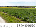 Crops grow on fields under a clear sky while a dirt road runs alongside. Green fields stretch into the distance with farmland visible 139464950