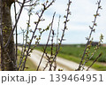 Branches of a tree show green buds with a dirt road in the background. The scene is set in the countryside during springtime under a clear sky 139464951