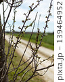 Tree branches show new green buds along a dirt road. The landscape is open with signs of spring in the distance. Sunlight shines on the scene 139464952
