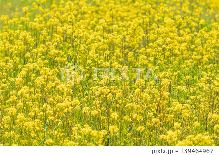 春の花 菜の花が咲き誇る10 春の花 菜の花が咲き誇る10 139464967
