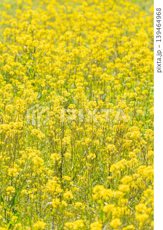 春の花 菜の花が咲き誇る11 春の花 菜の花が咲き誇る11 139464968