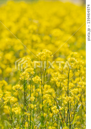 春の花 菜の花が咲き誇る17 春の花 菜の花が咲き誇る17 139464974