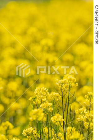 春の花　菜の花が咲き誇る18 139464975