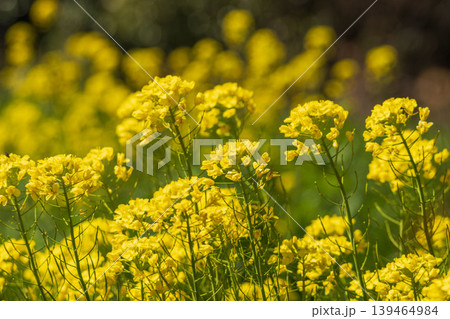 春の花　菜の花が咲き誇る27 139464984