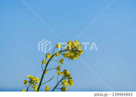 春の花　菜の花と青空01 139464985