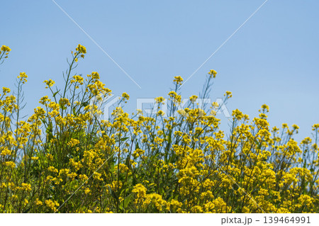 春の花 菜の花と青空11 春の花 菜の花と青空11 139464991