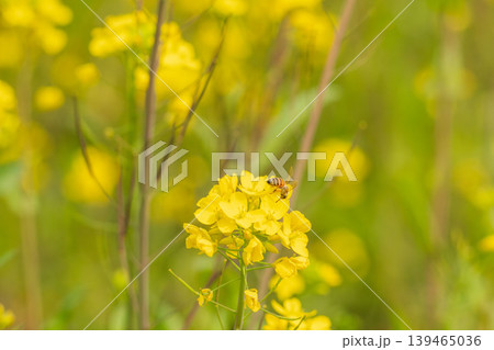春の菜の花と蜜を集めるミツバチ10 139465036