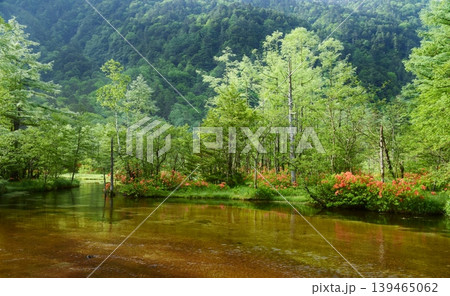 レンゲツツジの咲き誇る初夏の上高地 139465062