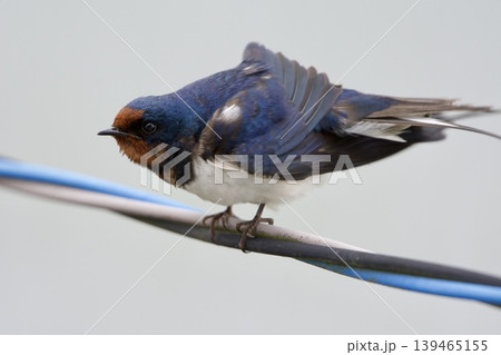 ツバメ swallow / Japan 139465155
