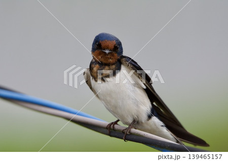 ツバメ swallow / Japan 139465157