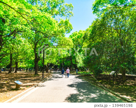 東京　新緑の代々木公園 139465198