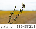 Buds appear on a branch in the foreground with a yellow field in the background. The day looks overcast and cloudy. Nature is waking up in spring 139465214