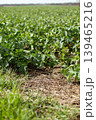 In a rural area, green plants grow in neat rows under a clear sky during the day. The ground has some grass and natural elements visible among the crops 139465216