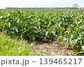 Green plants grow in neat rows across a wide field on a sunny day. The landscape shows the beauty of early spring with clear skies. The setting is quiet and full of life 139465217