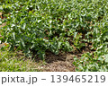Rows of leafy green plants grow in a farm field. The plants are healthy and vibrant under the bright sunlight. The scene captures the essence of agricultural life 139465219