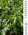 A field of green plants grows in abundance under sunlight. The leaves are healthy and vibrant, showing the life and energy of the season. The setting highlights nature's growth 139465261