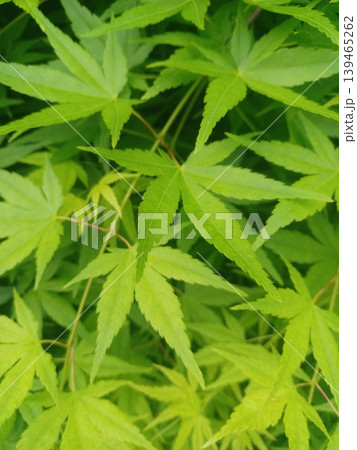 新緑のモミジの葉の緑の美しい新緑 新緑のモミジの葉の緑の美しい新緑 139465262