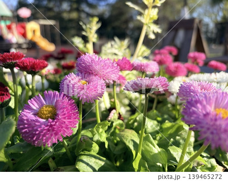 a vibrant cluster of colorful daisies, likely Bellis perennis, in full bloom. a vibrant cluster of colorful daisies, likely Bellis perennis, in full bloom. 139465272