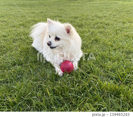 a small, fluffy white Pomeranian lying comfortably in a lush green lawn. The dog is holding a pink, textured rubber ball. a small, fluffy white Pomeranian lying comfortably in a lush green lawn. The dog is holding a pink, textured rubber ball. 139465283
