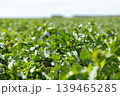 Green plants fill the field as they grow under the clear sky. The crops are well spaced, showing healthy leaves, and the landscape extends into the distance 139465285