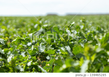 Green plants fill the field as they grow under the clear sky. The crops are well spaced, showing healthy leaves, and the landscape extends into the distance Green plants fill the field as they grow under the clear sky. The crops are well spaced, showing healthy leaves, and the landscape extends into the distance 139465285