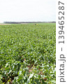 A large field has many green crops growing in rows under a clear sky. The land appears flat with some distant trees. This scene shows farm life in an agricultural area 139465287