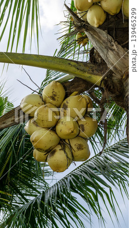 Close up of yellow coconut fruits (Cocos nucifera) hanging on a palm tree, tropical fruit. 139465299
