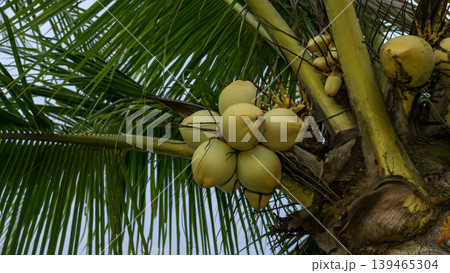 Close up of yellow coconut fruits (Cocos nucifera) hanging on a palm tree, tropical fruit. Close up of yellow coconut fruits (Cocos nucifera) hanging on a palm tree, tropical fruit. 139465304