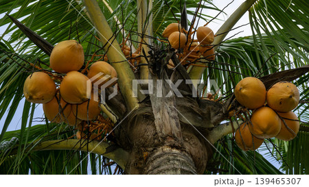 Close up of yellow coconut fruits (Cocos nucifera) hanging on a palm tree, tropical fruit. 139465307