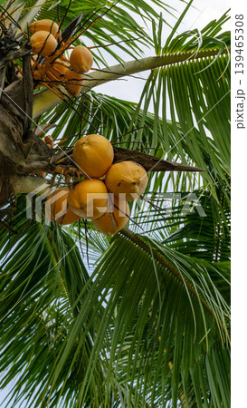 Close up of yellow coconut fruits (Cocos nucifera) hanging on a palm tree, tropical fruit. Close up of yellow coconut fruits (Cocos nucifera) hanging on a palm tree, tropical fruit. 139465308
