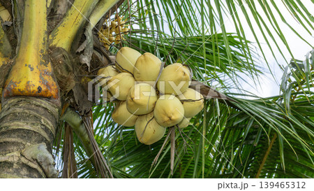 Close up of yellow coconut fruits (Cocos nucifera) hanging on a palm tree, tropical fruit. Close up of yellow coconut fruits (Cocos nucifera) hanging on a palm tree, tropical fruit. 139465312
