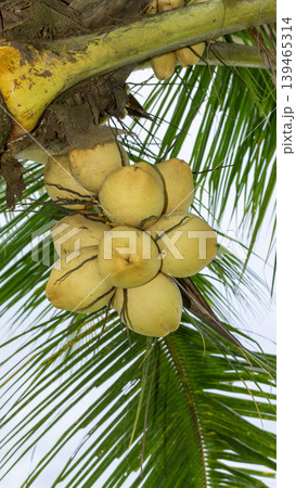Close up of yellow coconut fruits (Cocos nucifera) hanging on a palm tree, tropical fruit. Close up of yellow coconut fruits (Cocos nucifera) hanging on a palm tree, tropical fruit. 139465314