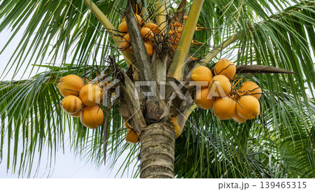 Close up of yellow coconut fruits (Cocos nucifera) hanging on a palm tree, tropical fruit. Close up of yellow coconut fruits (Cocos nucifera) hanging on a palm tree, tropical fruit. 139465315