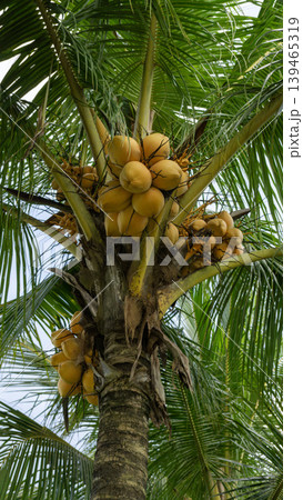 Close up of yellow coconut fruits (Cocos nucifera) hanging on a palm tree, tropical fruit. Close up of yellow coconut fruits (Cocos nucifera) hanging on a palm tree, tropical fruit. 139465319