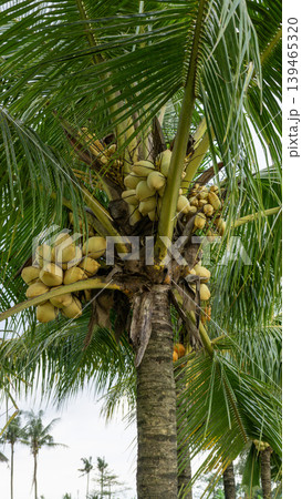 Close up of yellow coconut fruits (Cocos nucifera) hanging on a palm tree, tropical fruit. Close up of yellow coconut fruits (Cocos nucifera) hanging on a palm tree, tropical fruit. 139465320