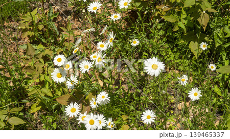 daisy daisy 139465337