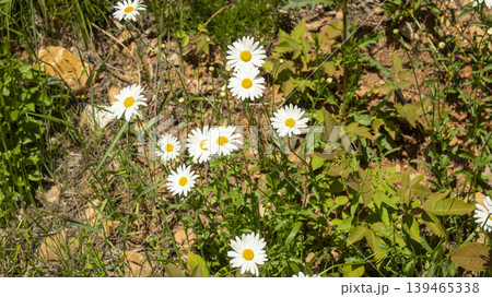 daisy daisy 139465338
