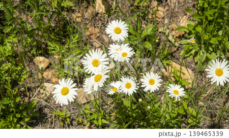 daisy 139465339