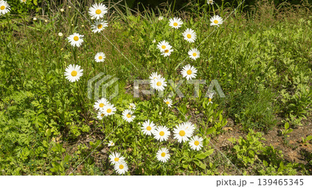 daisy daisy 139465345